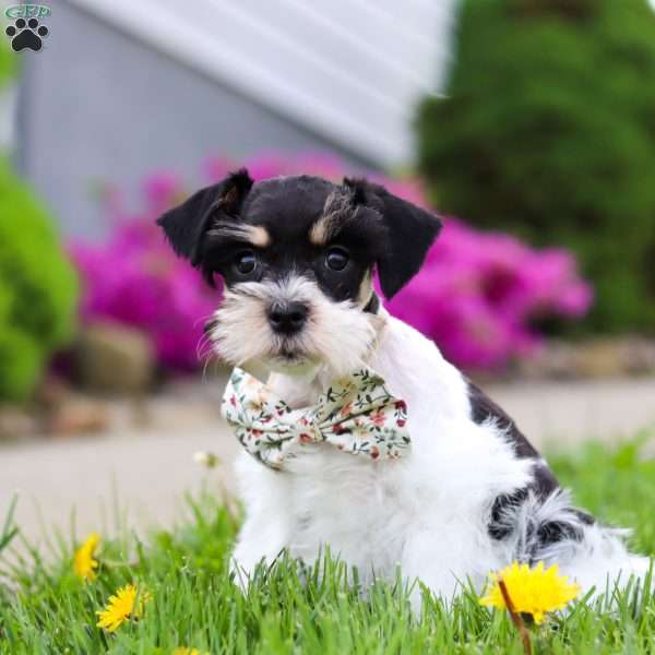 Millie, Miniature Schnauzer Puppy